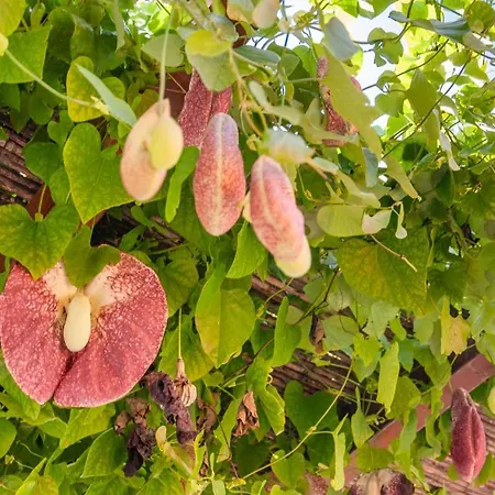 Cuaddus E Tellas * Nuragus